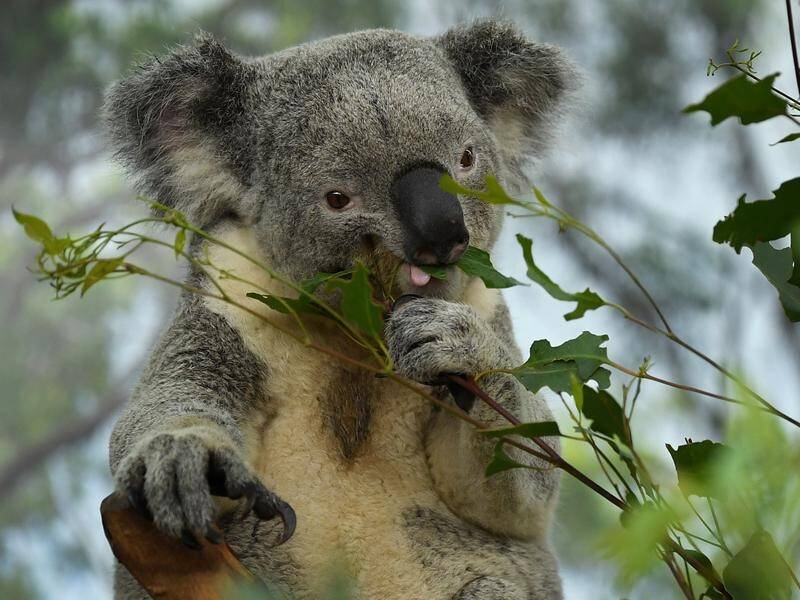 Drones will be used to shoot 'koala food trees' in to parts of Australia torched by bushfires.