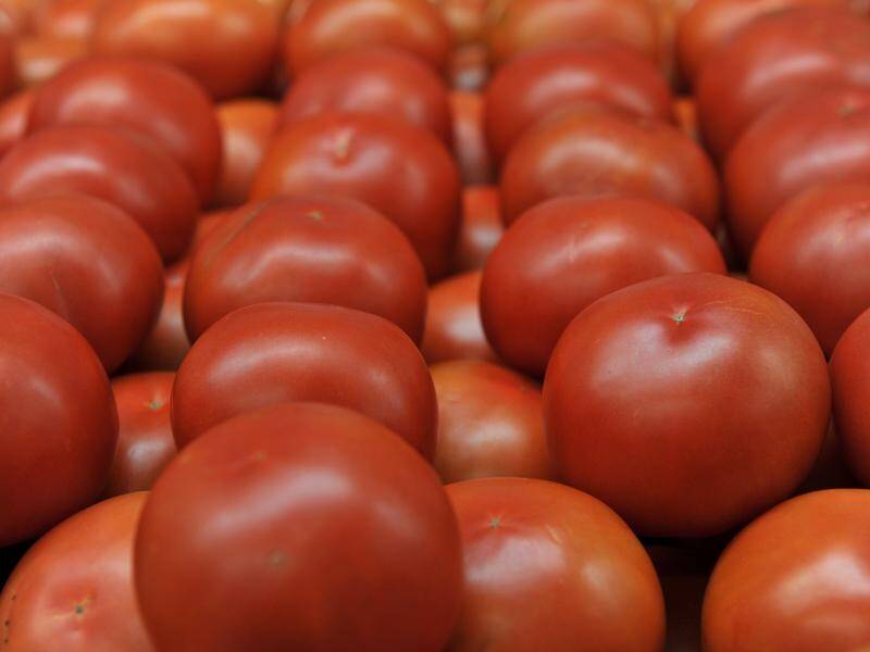 Some 160 workers from the Pacific Islands will help pick NSW's $50 million tomato crop.