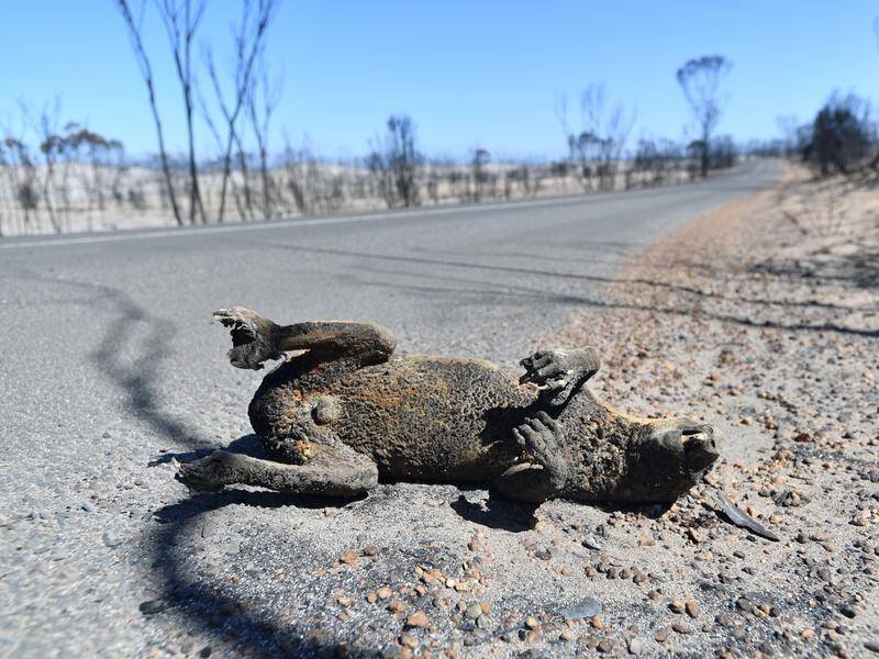 More than 60,000 koalas were killed or injured in last summer's bushfires, including 40,000 in SA.