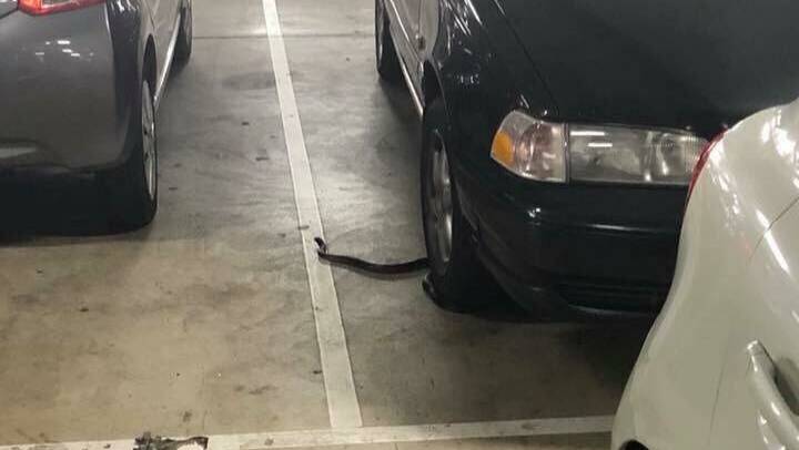 Seeking shelter: A black snake was spotted in Narellan Town Centre a few weeks ago - this is not the first snake sighting at the centre. Picture: Facebook