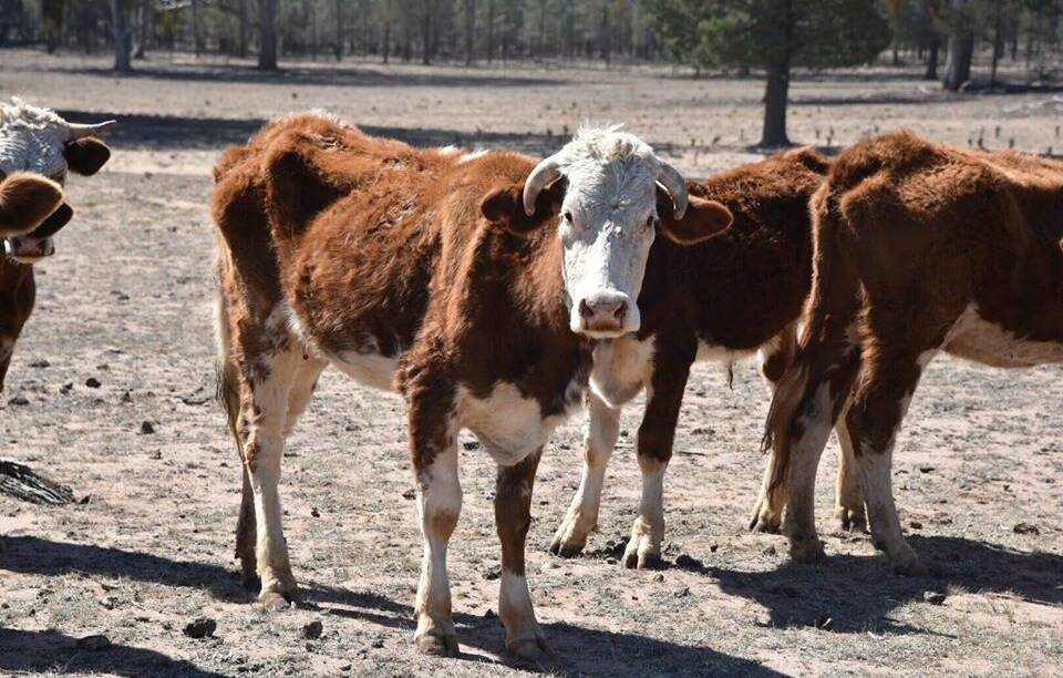 WELFARE: Some of the 1200 cattle that are being seized from a property in Binnaway following animal welfare concerns. Photo: RSPCA NSW